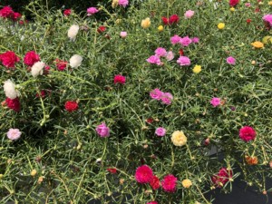 コンドミニアム周辺に咲いてたお花